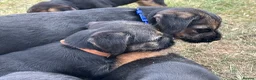 Border Terrier dogs for sale: Beautiful Border Terrier Pups - Advert 17