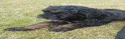 Bernedoodle dogs for sale: F2b midi Bernedoodle  - Advert 8