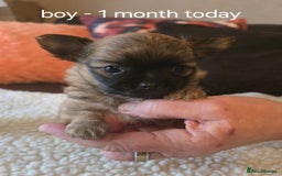 Chihuahua dogs for sale: Chihuahua long coat puppies ...only BOY left - Image 15