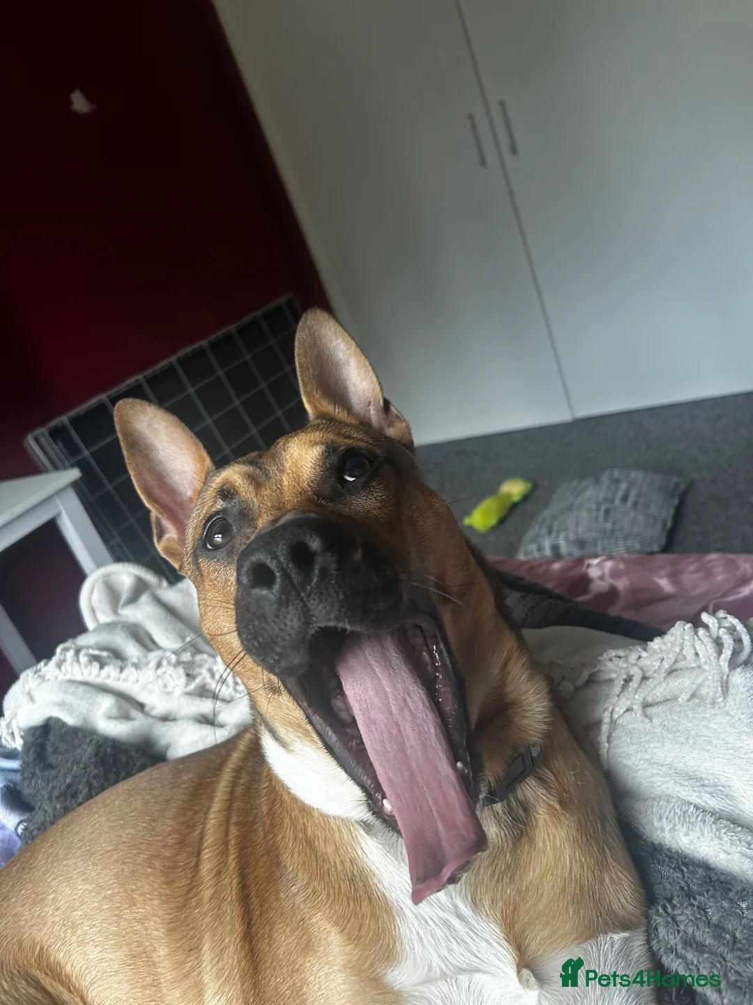 Mixed Breed dogs for sale: NEEDS HOME ASAP - Advert 2