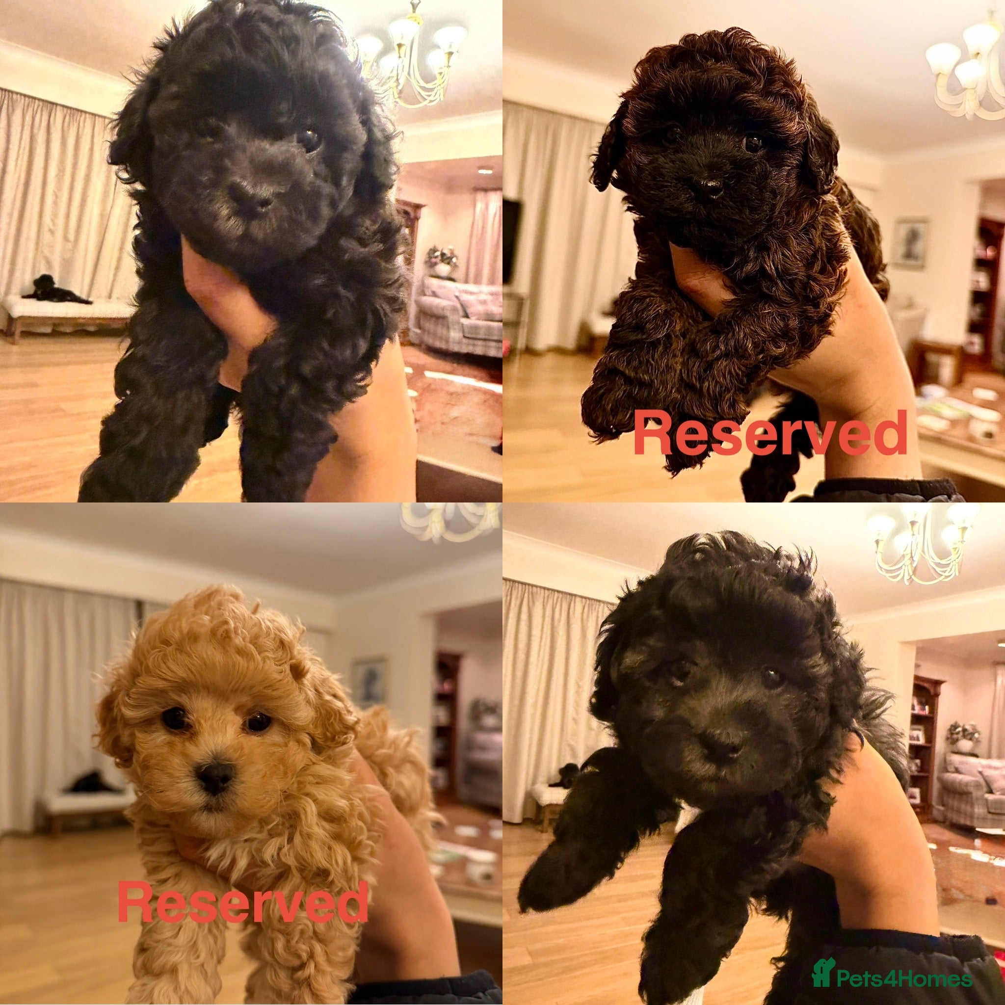 Cavapoochon dogs Gorgeous toy cavapoochons for sale - Advert 9