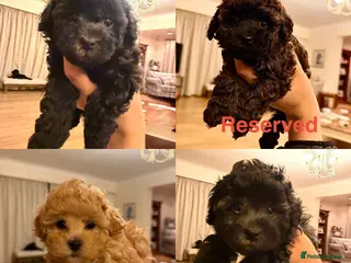 Cavapoochon dogs Gorgeous toy cavapoochons for sale - Advert 9