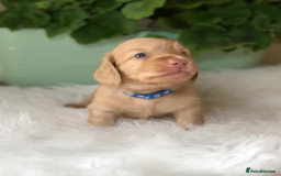 Miniature Dachshund dogs for sale: Cream Miniature Long-Haired Dachshund Puppies - Image 4