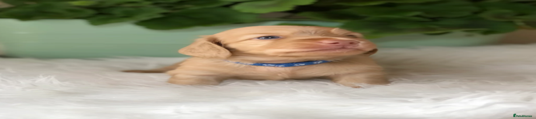 Miniature Dachshund Puppy 3