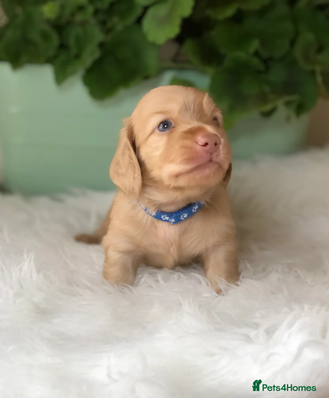 Miniature Dachshund dogs for sale: Cream Miniature Long-Haired Dachshund Puppies - Image 4