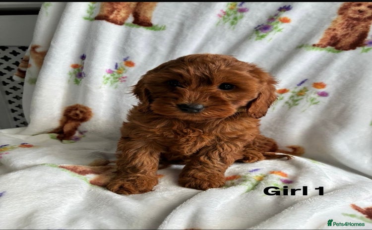 Cockapoo dogs - Advert 4