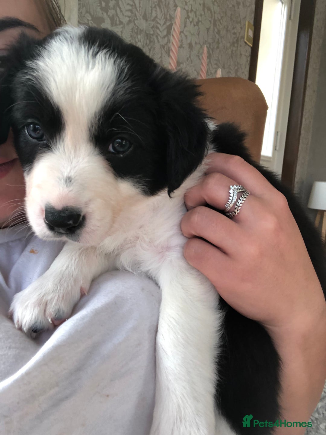 Border Collie dogs for sale: 2 collie pups for sale  - Image 6
