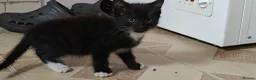 Mixed Breed cats for sale: Kitten for sale boy and girls  - Advert 7