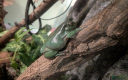 Frog reptiles for sale: Whites Tree Frogs x3 and Set-up - Image 7