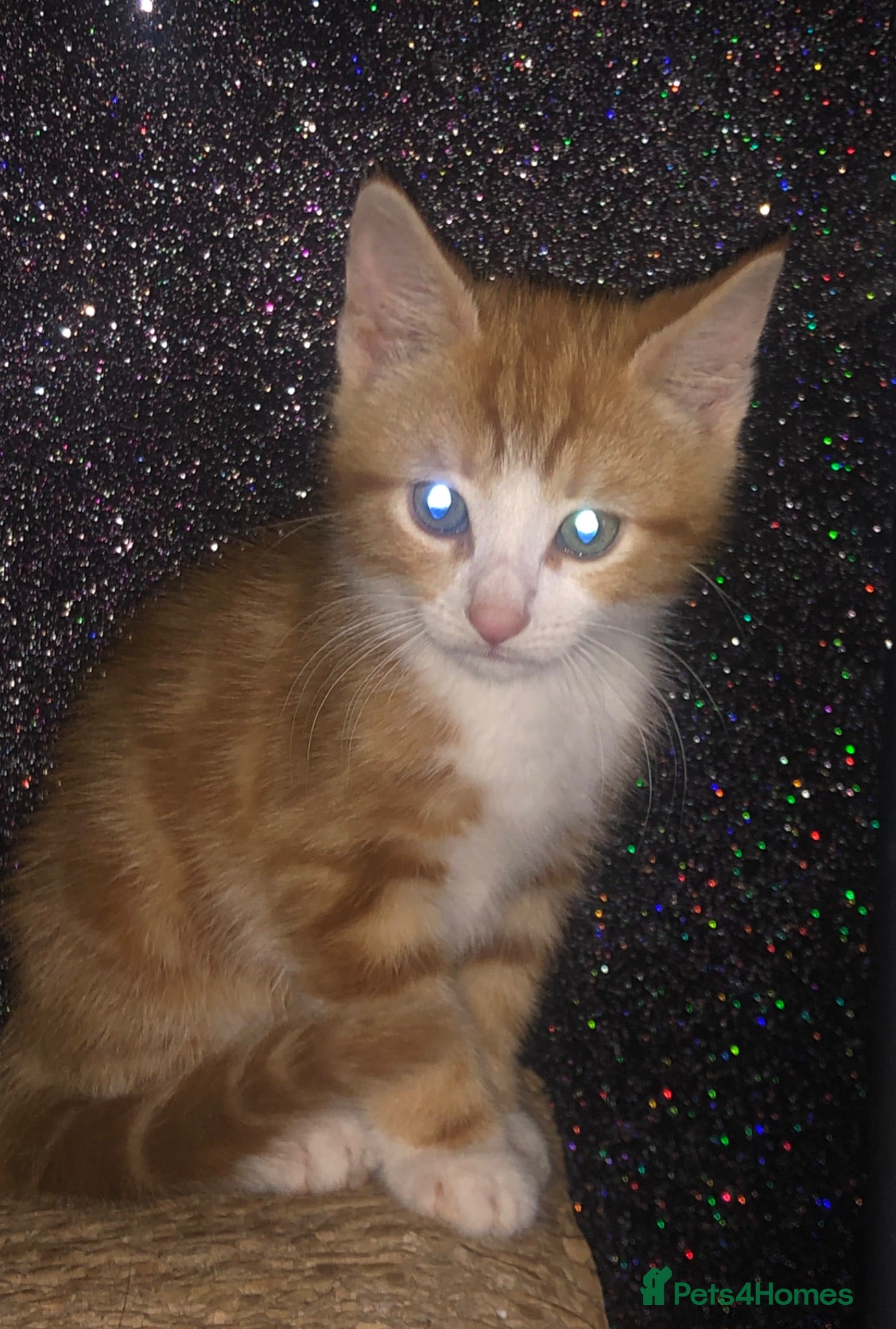 Domestic Shorthair cats Loving gorgeous kittens ready for new ho e - Advert 5