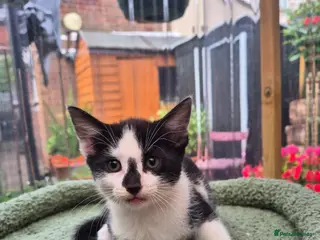 Mixed Breed cats Lovely kitten looking for new home - Advert 6