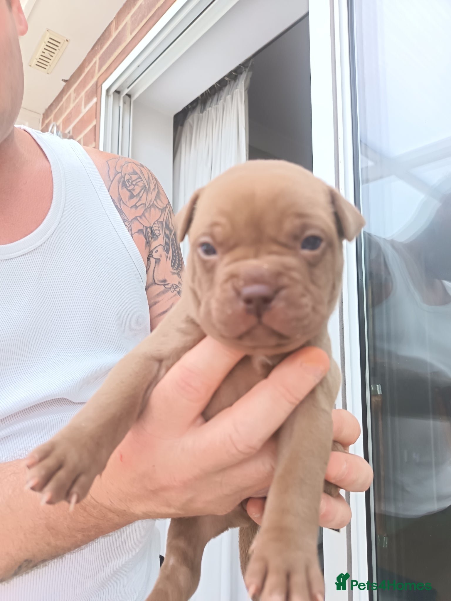 Mixed Breed dogs 6 beautiful Sharpie cross Frenchie bulldogs  - Advert 21