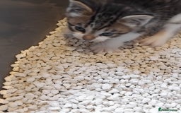 Mixed Breed cats for sale: Lovely Bengal x kittens for sale. - Advert 12