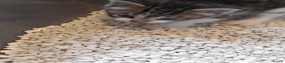 Hi my name is Smudge.