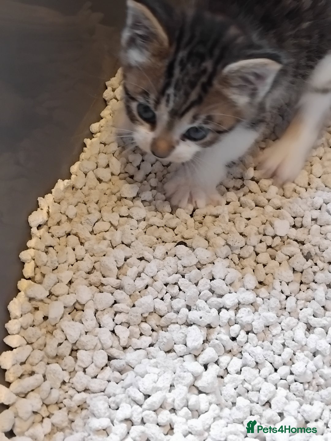 Mixed Breed cats for sale: Lovely Bengal x kittens for sale. - Advert 12