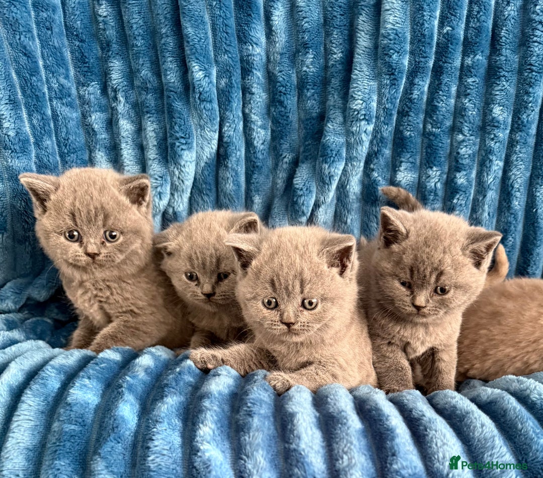 British Shorthair cats for sale: british shorthair kittens  - Advert 18