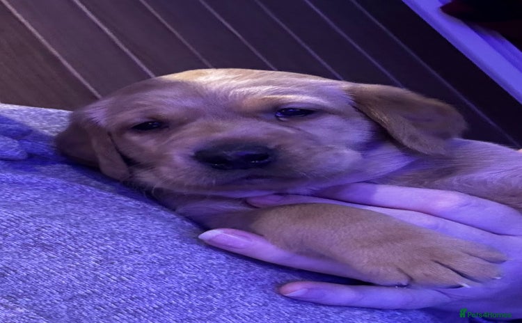 Labrador Retriever dogs  🐾 Fox Red Labrador Puppies🐾 - Advert 15