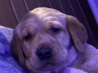 Labrador Retriever dogs 🐾 Fox Red Labrador Puppies🐾 - Advert 14