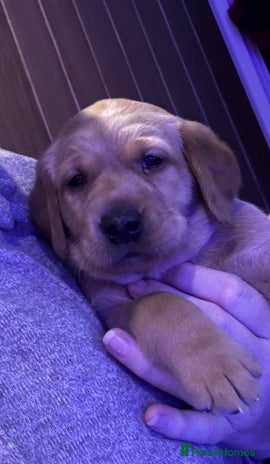 Labrador Retriever dogs 🐾 Fox Red Labrador Puppies🐾 - Advert 15