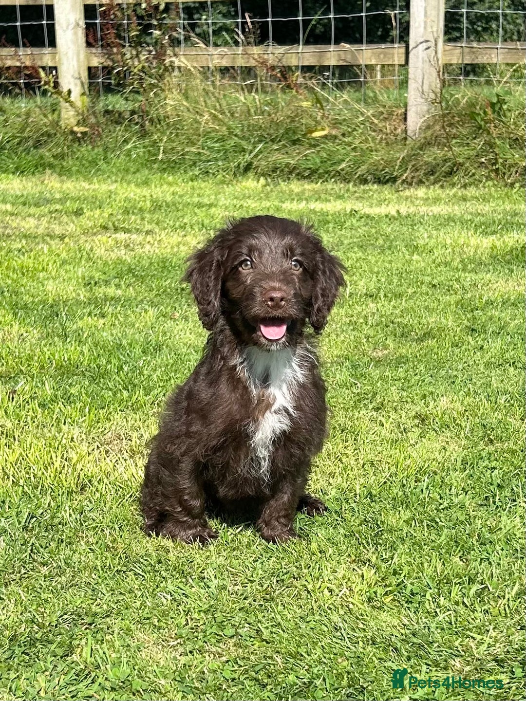 Sproodle dogs for sale: Sproodle Puppies Ready For Their Forever Homes - Image 3