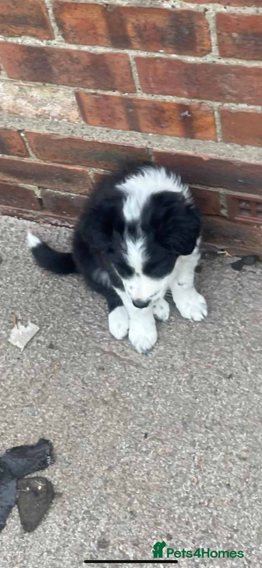 Border Collie dogs for sale: Border collie pup - Image 1