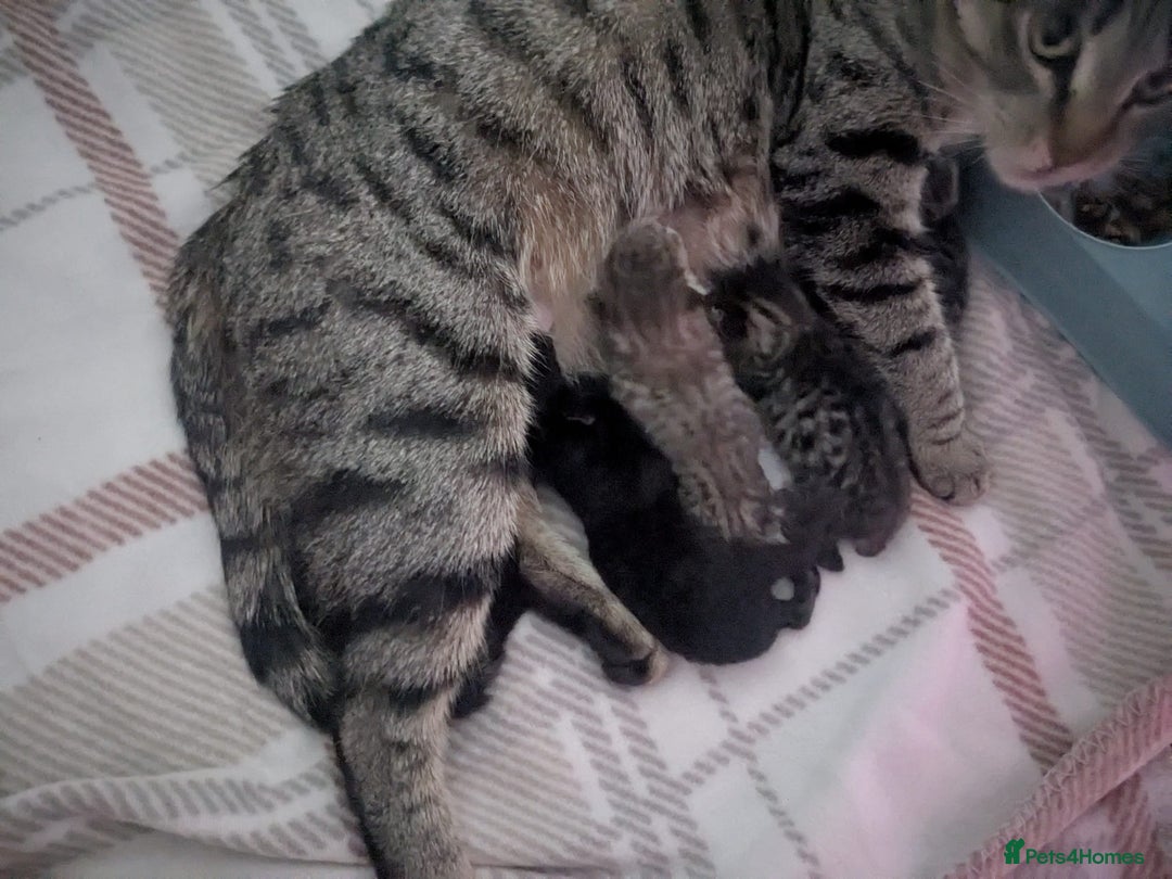 Bengal cats for sale: Cutest Bengal x Ragdoll Kittens - 2 left - Image 8