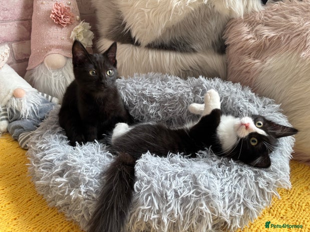 Ragdoll cats - Advert 7