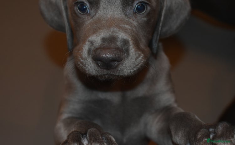 Mixed Breed dogs Great Weimar puppies  - Advert 9