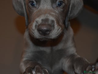 Mixed Breed dogs Great Weimar puppies - Advert 6