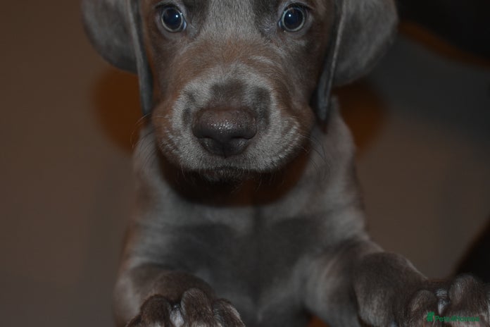 Mixed Breed dogs Great Weimar puppies - Advert 9