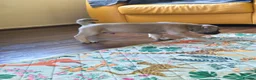 Mixed Breed dogs for sale: Cane Corso x Performance Mastiff  - Advert 21