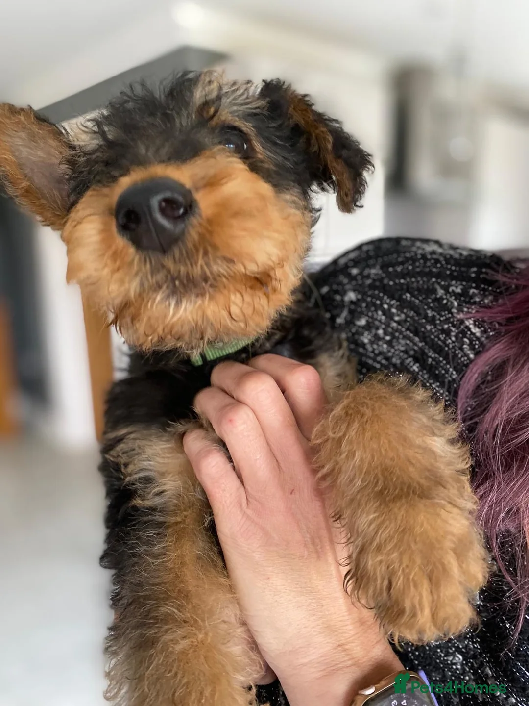 Airedale Terrier dogs for sale: Pure breed Airedale Terriers for sale - Advert 11