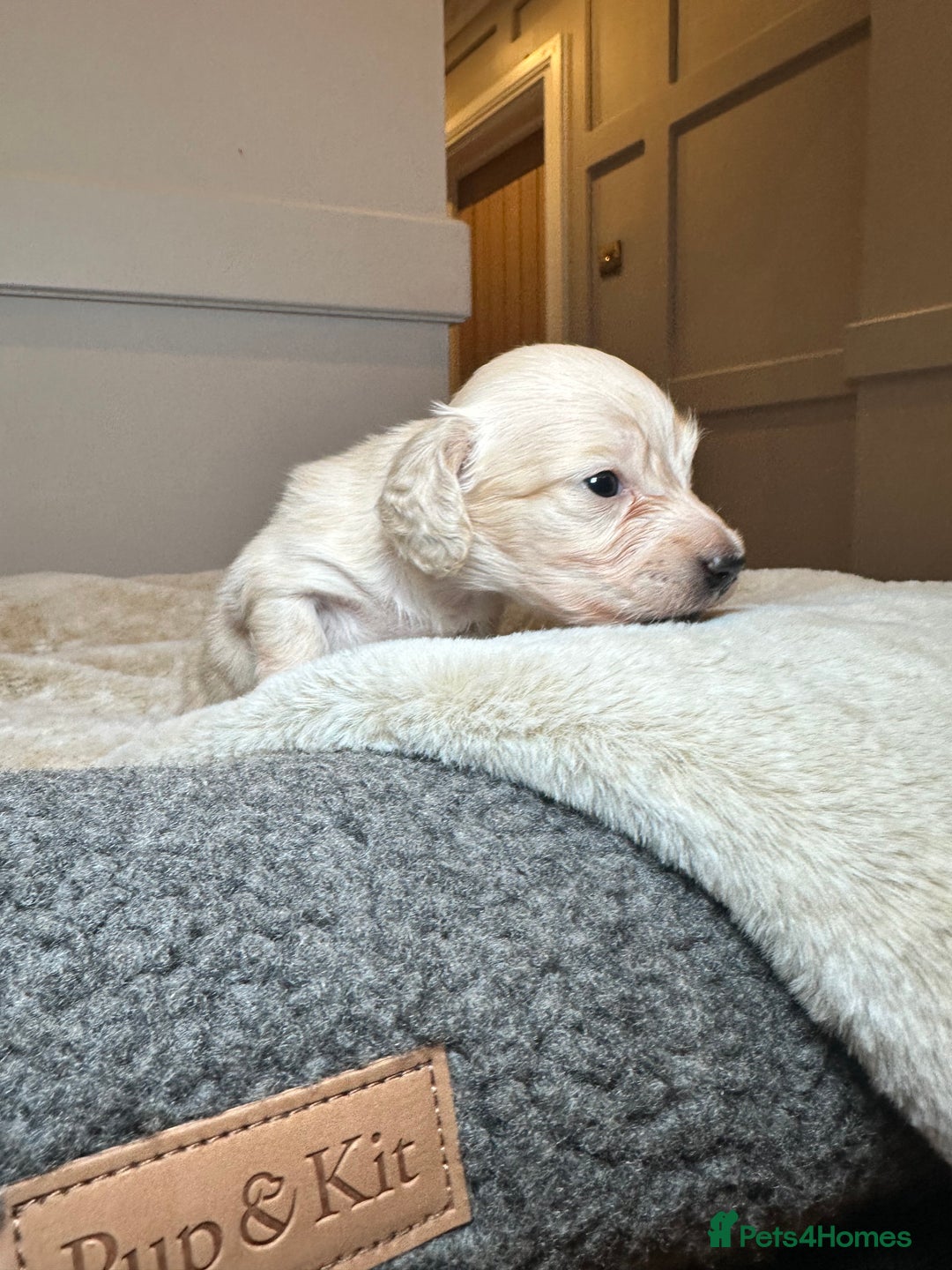 Miniature Dachshund dogs for sale: Clear Cream Miniature Dachsunds - Image 7