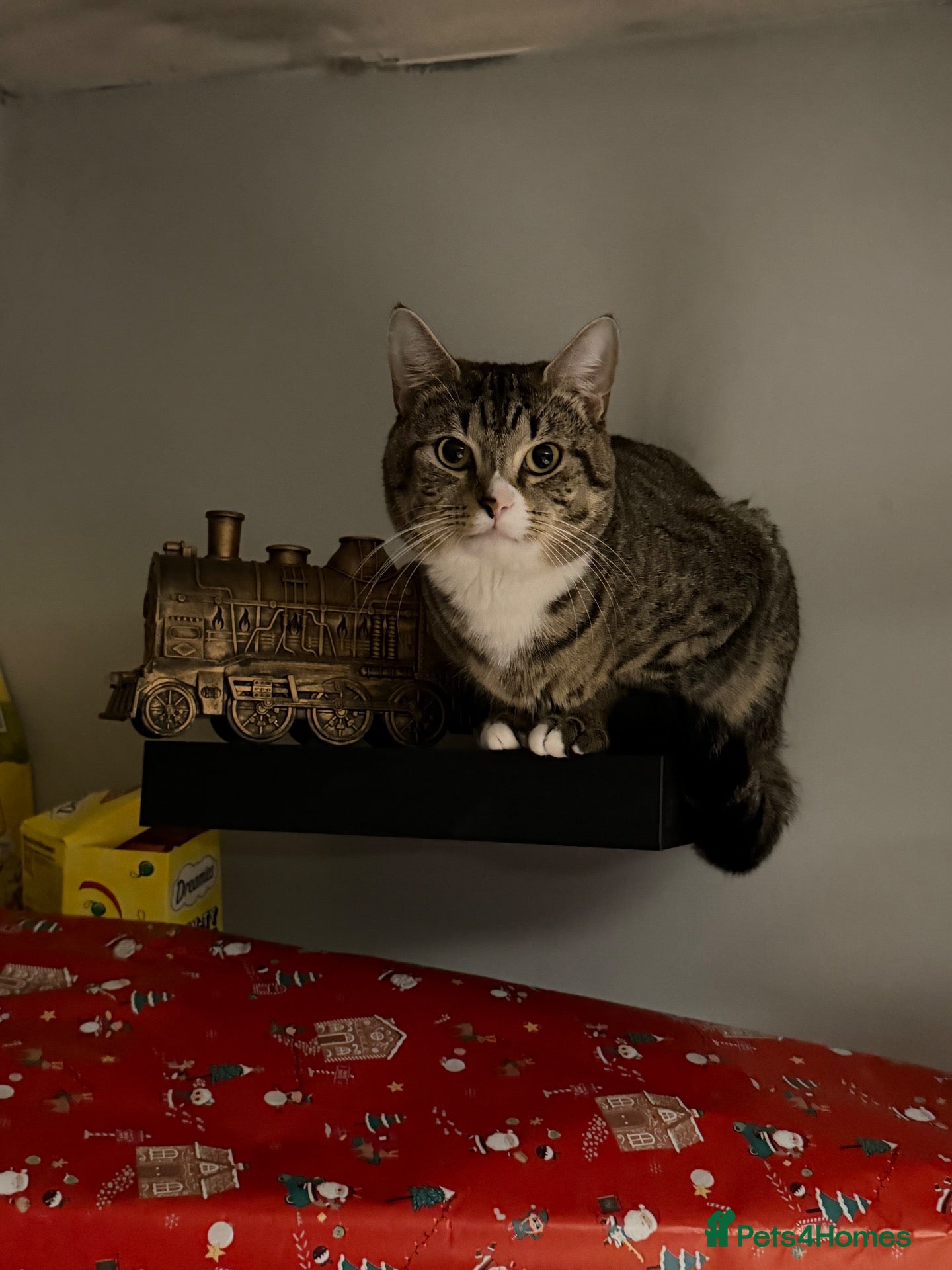 Domestic Shorthair cats for sale: Cat 2 years old - Advert 6