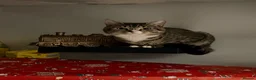 Domestic Shorthair cats for sale: Cat 2 years old in Cannock - Advert 1