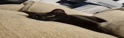 Domestic Shorthair cats for sale: Female Cat- Maeve - Advert 3