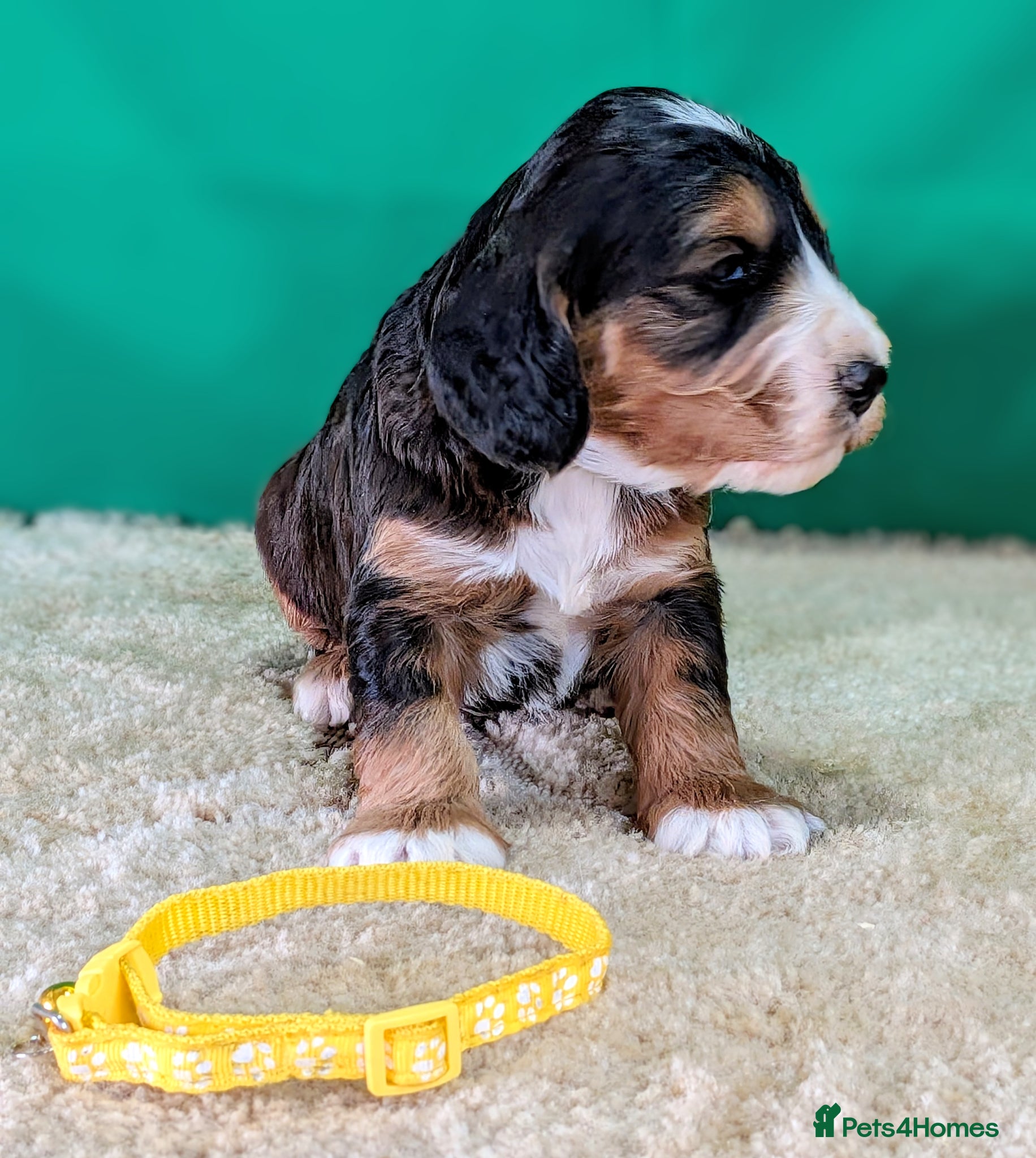 Cockapoo dogs Your Next Furry Family Member Awaits!  - Advert 1