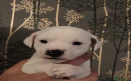 Parson Russell dogs for sale: Parson Russell’s x 2 boys  - Image 3