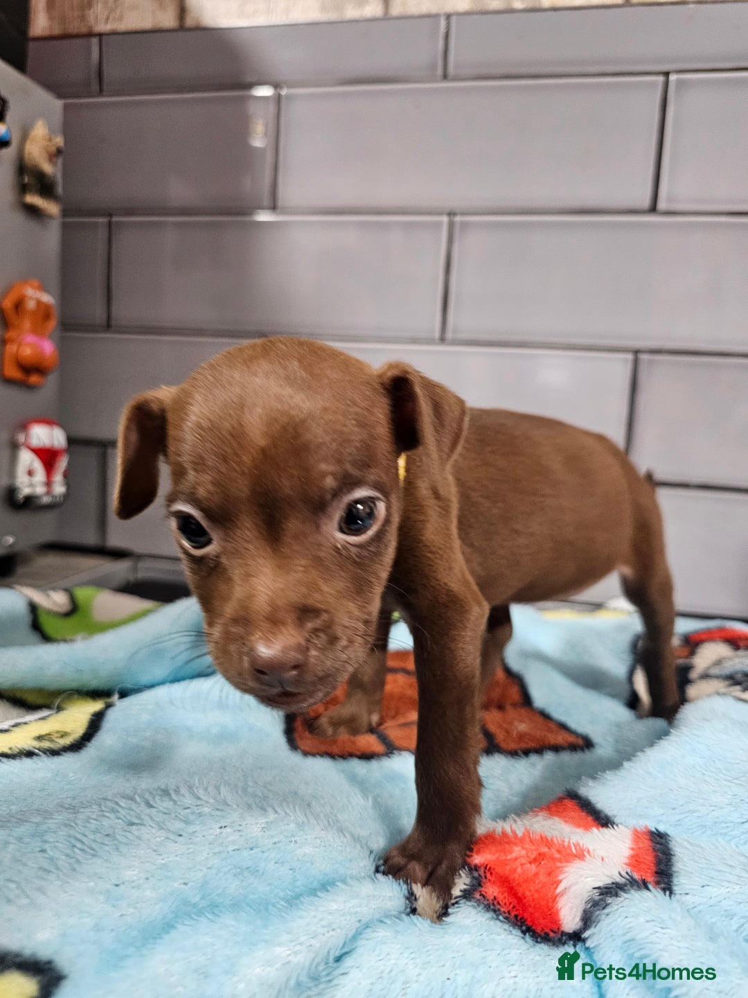 Patterdale Terrier dogs for sale: BEAUTIFUL PATTERDALE TERRIERS FOR SALE  - Advert 11