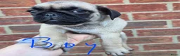 Pug dogs for sale: Pugs Puppies for sale - Advert 12