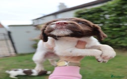 English Springer Spaniel dogs for sale: 2 Lovely Male Springer Spaniels - Image 10
