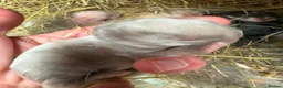 Mini Lop rabbits for sale: MINI LOP BUNNIES - PEDIGREE  in Ilminster - Advert 18