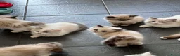 Ragdoll cats for sale: Beautiful Ragdoll kittens! Ready for new homes NOW - Advert 9