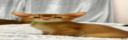 Abyssinian cats for sale: TICA Abyssinian kittens  - Advert 15