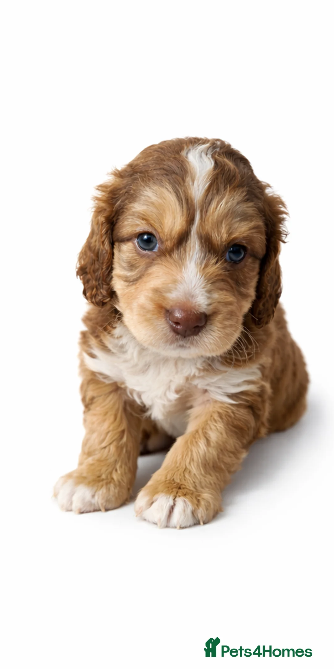 Cockapoo dogs for sale: Beautiful Cockapoo F1B Puppies - Advert 2