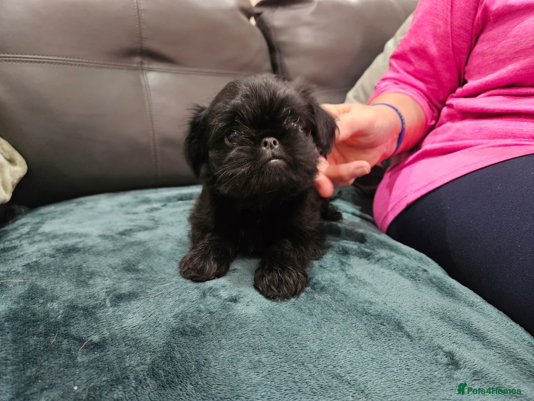 Griffon Bruxellois dogs for sale: Brux Beautys - Advert 9