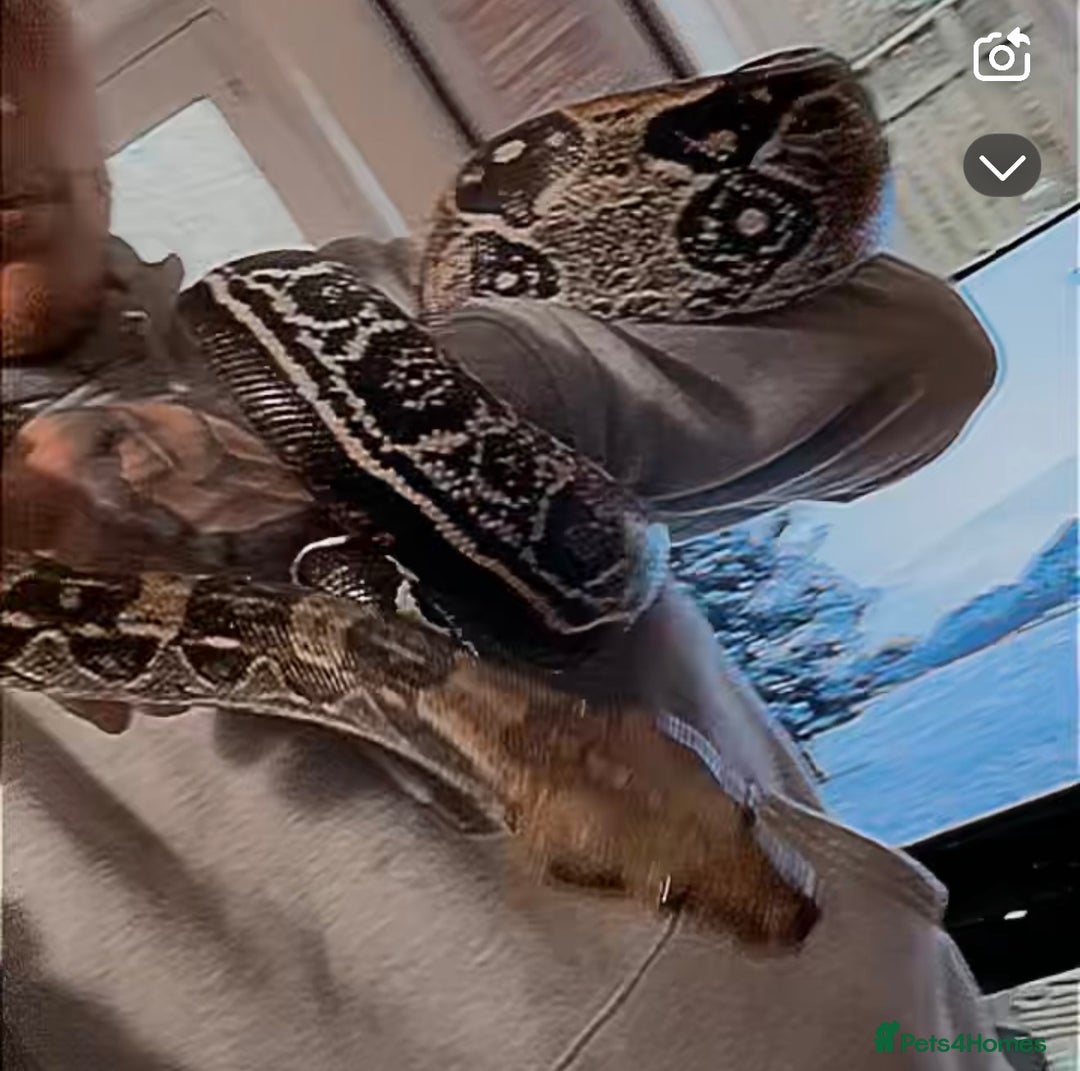 Boa Snake reptiles for sale: LOOKING FOR NEW HOME ASAP - Advert 1