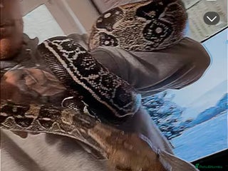 Boa Snake reptiles LOOKING FOR NEW HOME ASAP - Advert 1