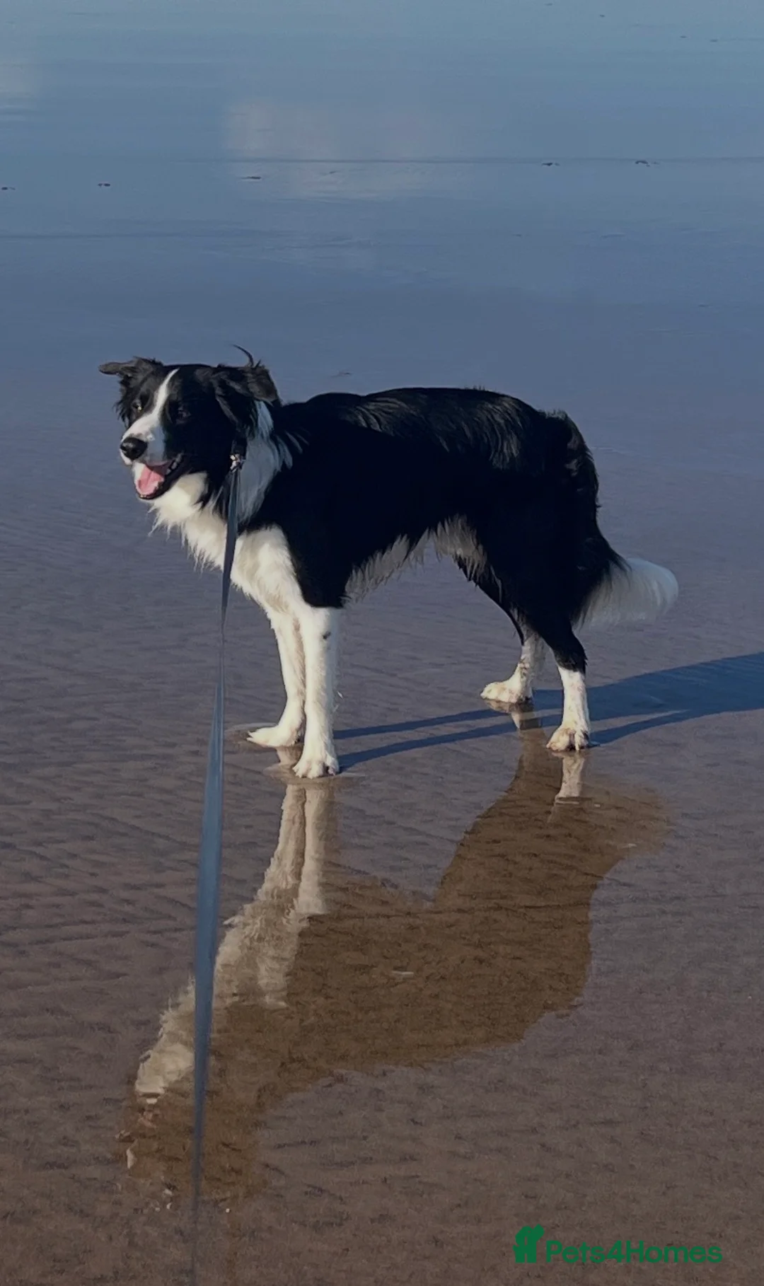 Border Collie dogs for stud: 🐾 Handsome Purebred Border Collie Stud 🐾 - Advert 14