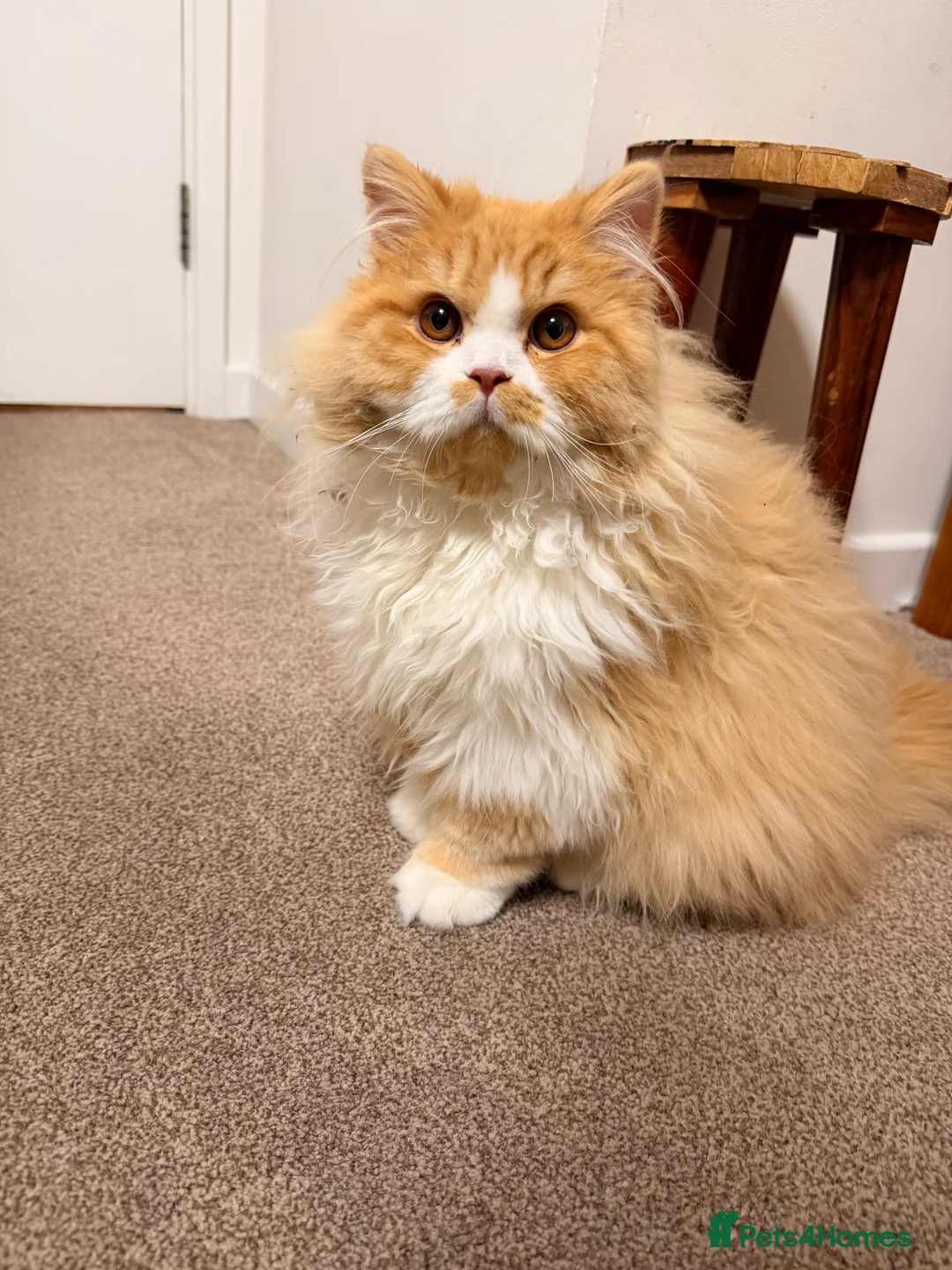 Brazilian Shorthair cats for sale: Beautiful Pedigree British Longhair Kitten - Advert 3